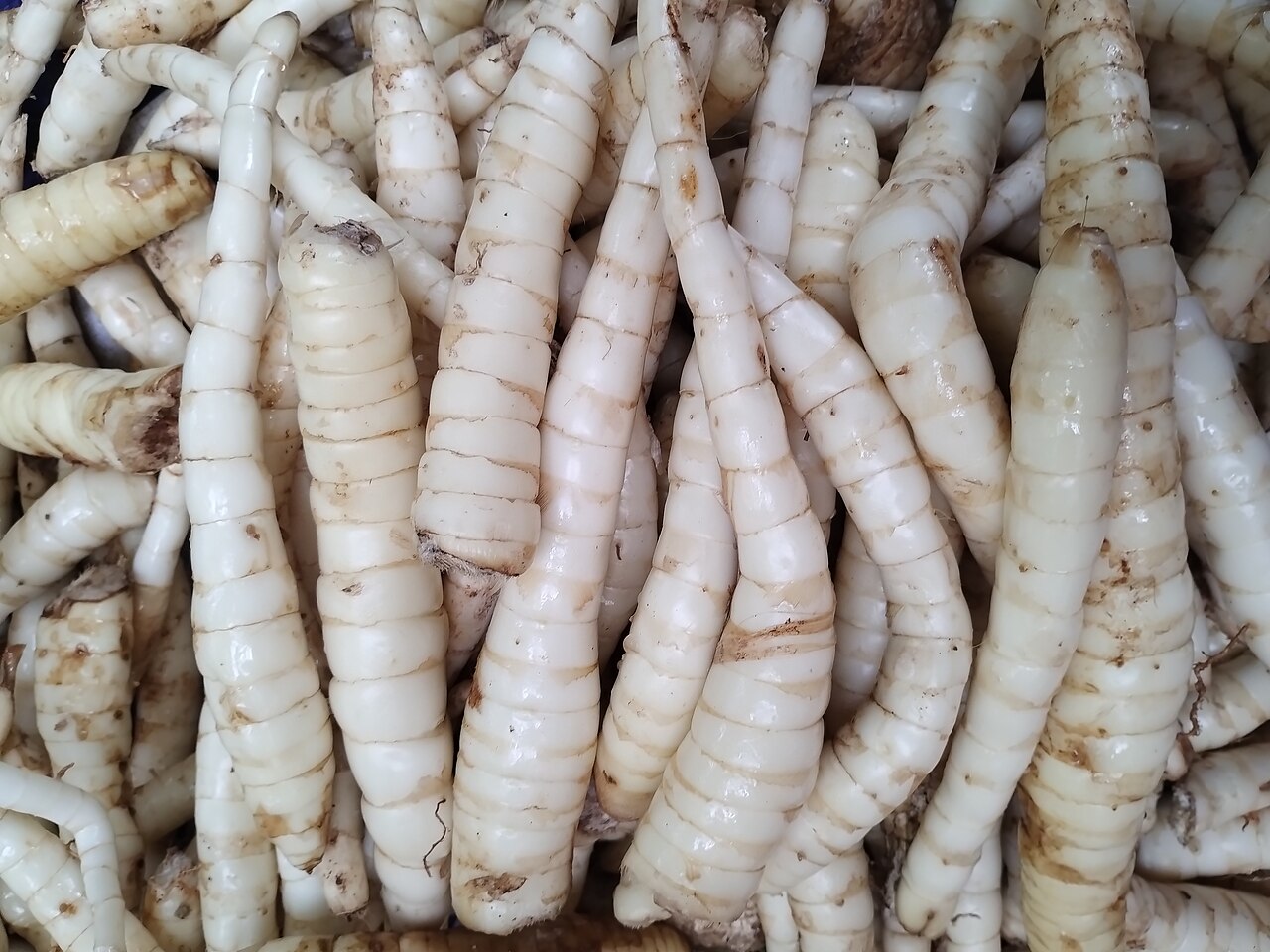 Arrowroot